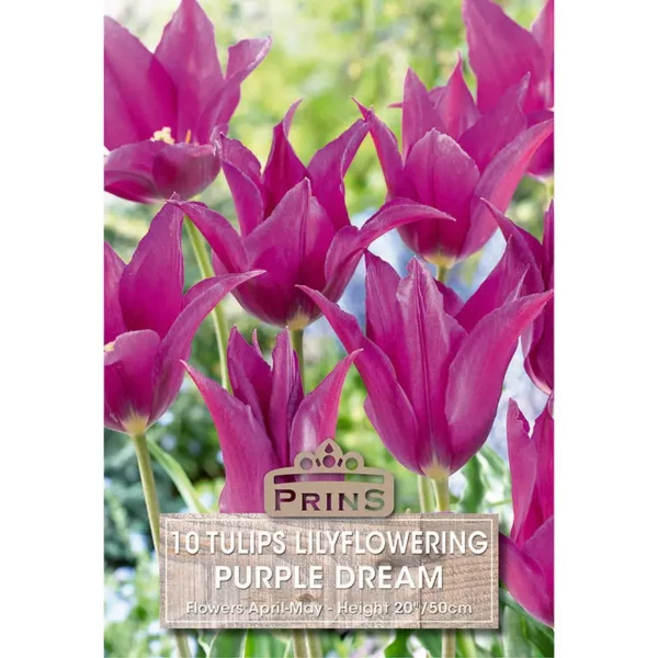 Tulip Purple Dream (10 bulbs)