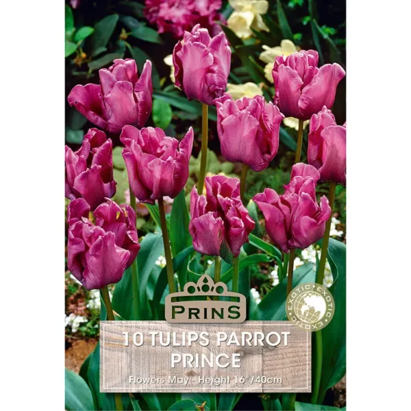 Tulip Parrot Prince (10 bulbs)