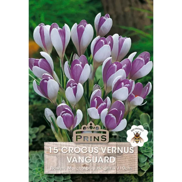 Crocus Vernus Vanguard (15 bulbs)