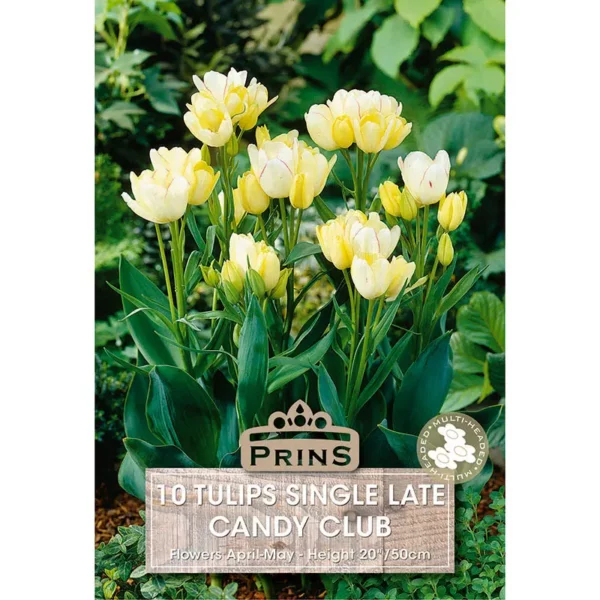 Tulip Candy Club (10 bulbs)