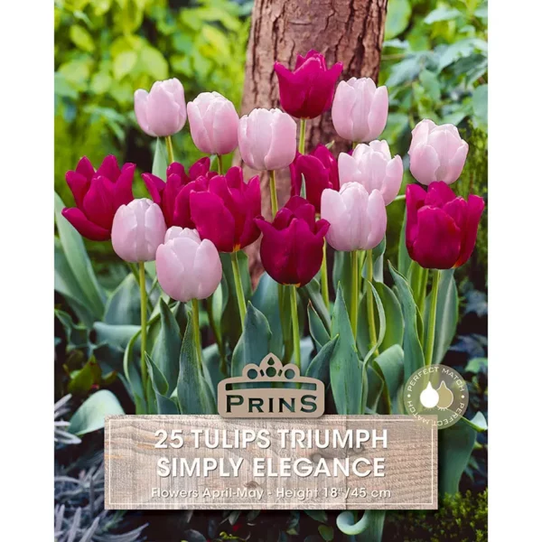Tulip Simply Elegance (25 bulbs)