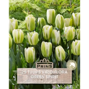 Tulip Green Spirit (25 bulbs)