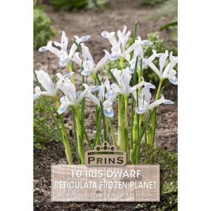 Iris Frozen Planet (10 bulbs)