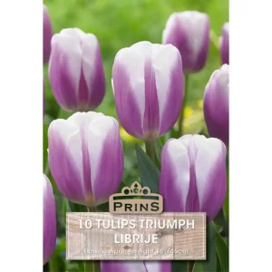 Tulip Librije (10 bulbs)