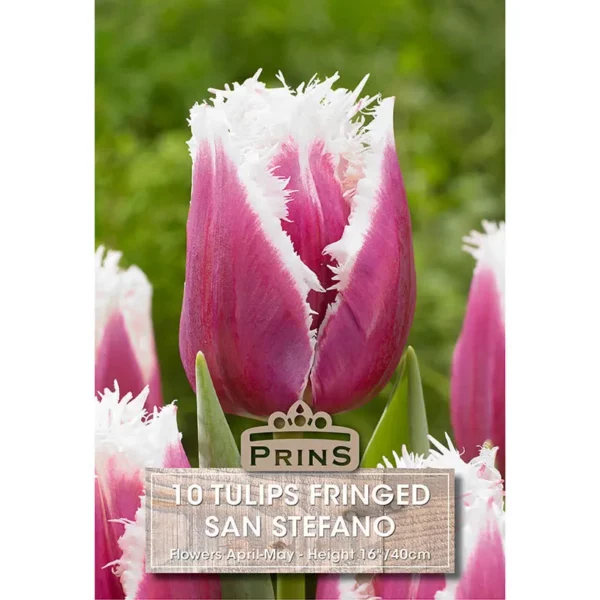 Tulip San Stefano (10 bulbs)