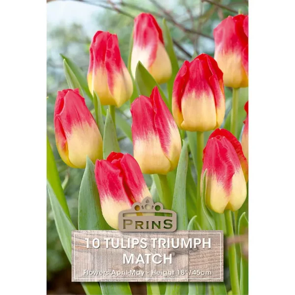 Tulip Match (10 bulbs)