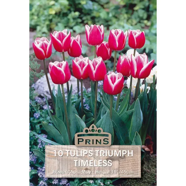 Tulip Timeless (10 bulbs)