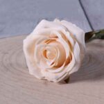 Small cream camelot rose