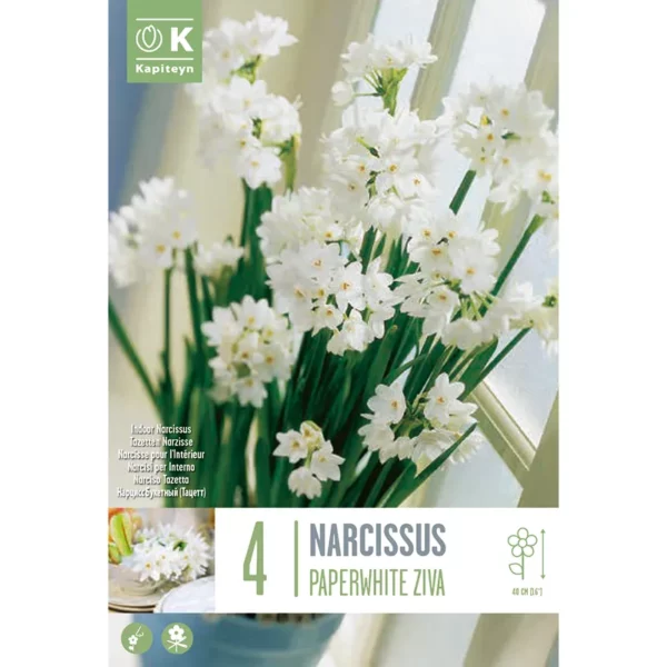 Bulb packaging featuring an image of potted Narcissus 'Paperwhite Ziva'. The white flowers are tightly clustered together. The packaging also features the words 4 Narcissus 'Paperwhite Ziva' and the Kapiteyn logo.