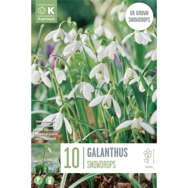 Bulb packaging focusing on a ground cover flowerbed of tightly packed Galanthus Snowdrops. The packaging also features the words 10 Galanthus Snowdrops and the Kapiteyn logo.