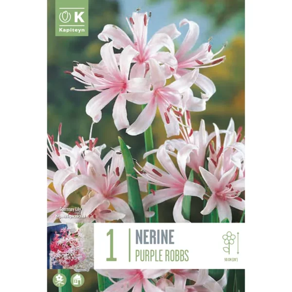 Bulb packaging focusing on a cluster of pink Nerine 'Purple Robbs' flowers. The packaging also features the words 1 Nerine 'Purple Robbs' and the Kapiteyn logo.
