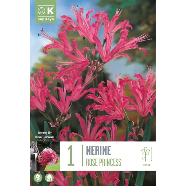 Bulb packaging focusing on a cluster of pink Nerine 'Rose Princess' flowers. The packaging also features the words 1 Nerine 'Rose Princess' and the Kapiteyn logo.