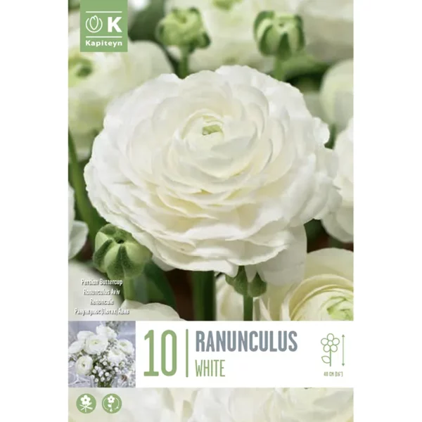 Bulb packaging focusing on a single large white Ranunculus flower. The packaging also features the words 10 Ranunculus White and the Kapiteyn logo.