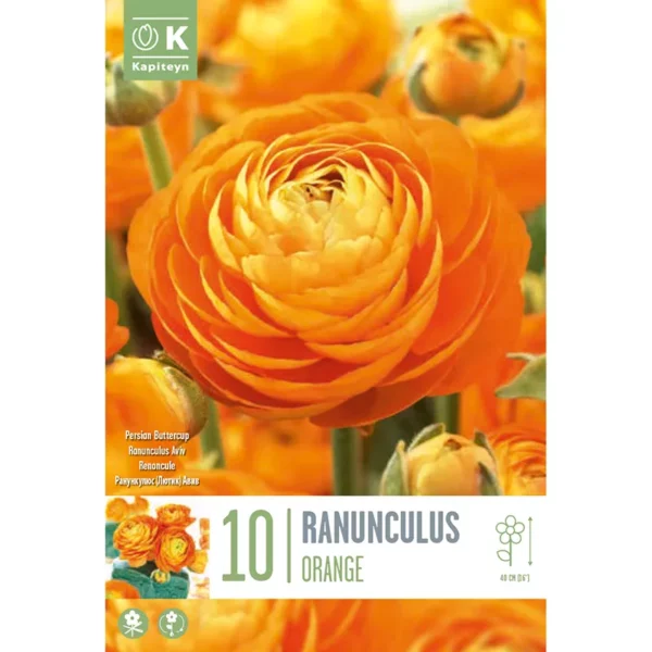 Bulb packaging focusing on a single large orange Ranunculus flower. The packaging also features the words 10 Ranunculus Orange and the Kapiteyn logo.