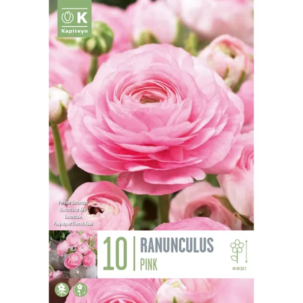 Bulb packaging focusing on a single large pink Ranunculus flower. The packaging also features the words 10 Ranunculus Pink and the Kapiteyn logo.