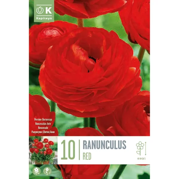 Bulb packaging focusing on a single large red Ranunculus flower. The packaging also features the words 10 Ranunculus Red and the Kapiteyn logo.