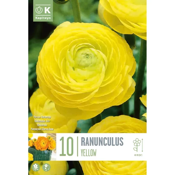 Bulb packaging focusing on a single large yellow Ranunculus flower. The packaging also features the words 10 Ranunculus Yellow and the Kapiteyn logo.