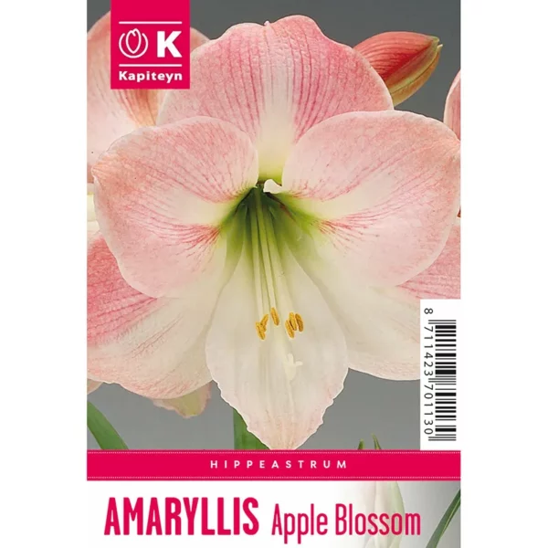 Bulb packaging showing a single large pink Amaryllis 'Apple Blossom' flower. The packaging also features the words Amaryllis 'Apple Blossom' and the Kapiteyn logo.