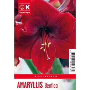 Bulb packaging showing a single large red Amaryllis 'Benfica' flower. The packaging also features the words Amaryllis 'Benfica' and the Kapiteyn logo.