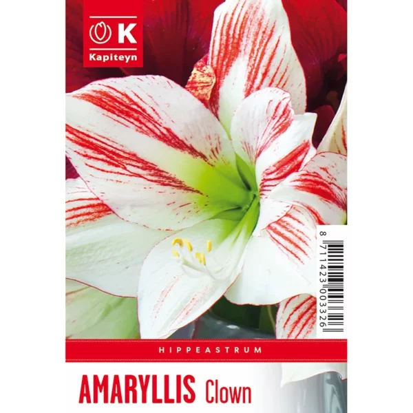 Bulb packaging showing a single large red and white Amaryllis 'Clown' flower. The packaging also features the words Amaryllis 'Clown' and the Kapiteyn logo.