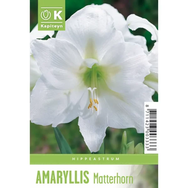 Bulb packaging showing a single large white Amaryllis 'Matterhorn' flower. The packaging also features the words Amaryllis 'Matterhorn' and the Kapiteyn logo.