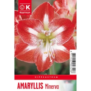 Bulb packaging showing a single large red and white Amaryllis 'Minerva' flower. The packaging also features the words Amaryllis 'Minerva' and the Kapiteyn logo.