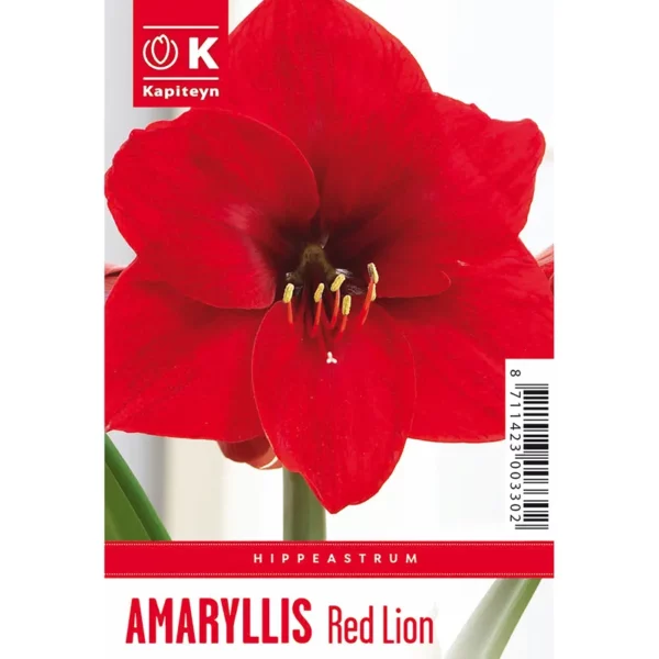 Bulb packaging showing a single large red Amaryllis 'Red Lion' flower. The packaging also features the words Amaryllis 'Red Lion' and the Kapiteyn logo.
