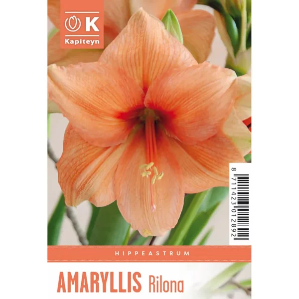 Bulb packaging showing a single large orange Amaryllis 'Rilona' flower. The packaging also features the words Amaryllis 'Rilona' and the Kapiteyn logo.