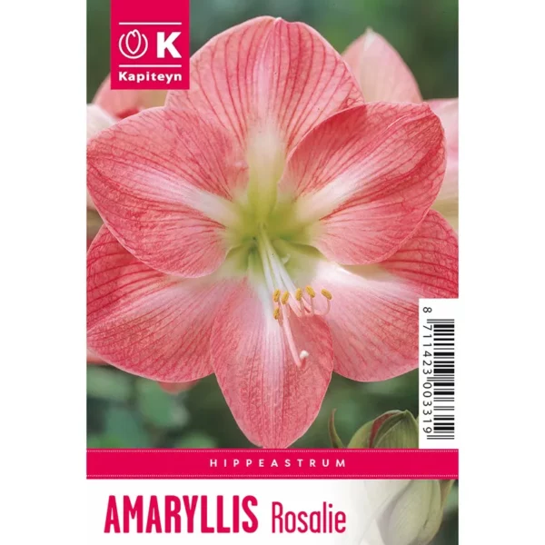 Bulb packaging showing a single large white and pink Amaryllis 'Rosalie' flower. The packaging also features the words Amaryllis 'Rosalie' and the Kapiteyn logo.