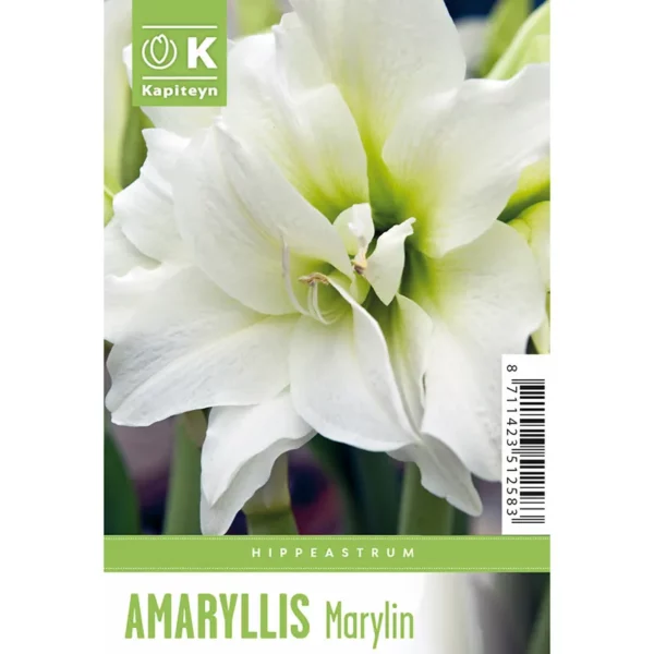 Bulb packaging showing a single large white Amaryllis 'Marylin' flower. The packaging also features the words Amaryllis 'Marylin' and the Kapiteyn logo.
