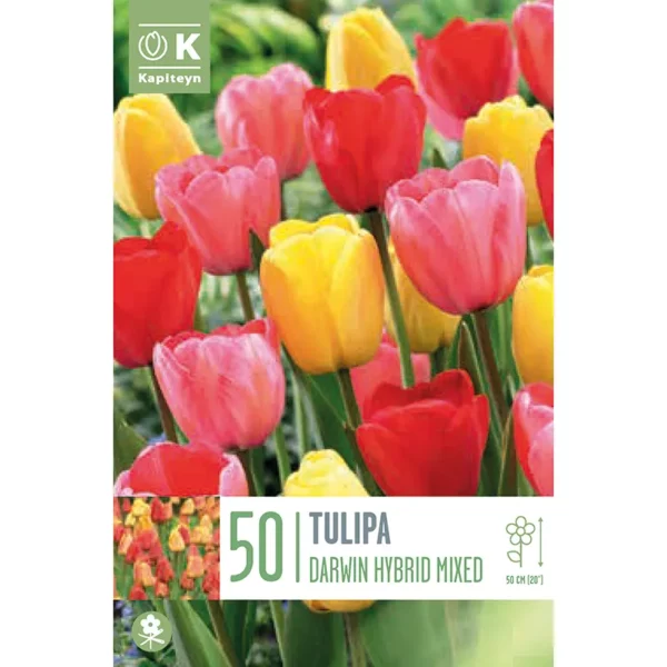 A bulb packaging cover showing a multi-coloured tulip flowerbed. The flowers are densely packed and rare predominantly red, pink and yellow. The packaging features the Kapiteyn logo and the words 50 Tulipa, Darwin Hybrid Mixed.