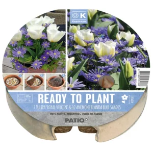 A ready-to-plant biodegradable tray of 19 tulip and anemone bulbs. The circular packaging contains two images of the resultant blue and white flowers with image instructions of how to plant.