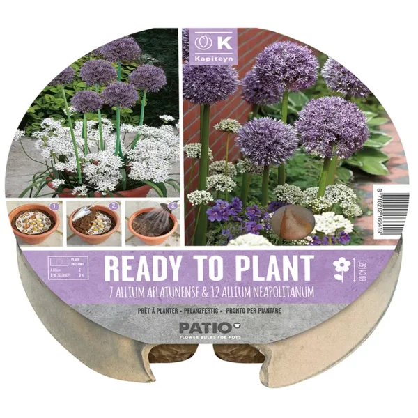A ready-to-plant biodegradable tray of 19 Allium bulbs. The circular packaging contains two images of the resultant flowers with mini images of how to plant it.