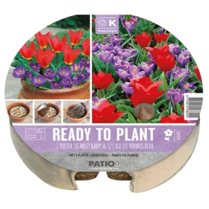 A ready-to-plant biodegradable tray of 19 Tulip and Crocus bulbs. The circular packaging contains two images of the resultant red and purple flowers in an outdoor patio pot.