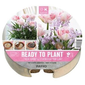 A ready-to-plant biodegradable tray of 19 tulip and Chionodoxa bulbs. The circular packaging contains two images of the resultant flowers in an indoor pot.