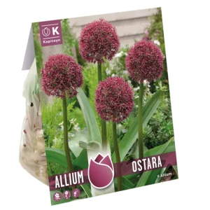 A bag containing 6 Allium 'Ostara' bulbs. The pack features a large image of 4 of the flowers impressive purple ball-shaped blooms.
