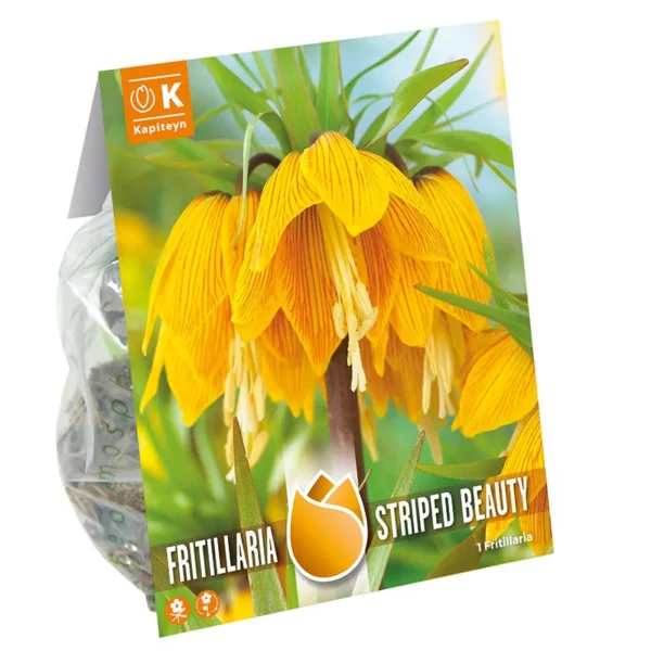 A pack containing a Fritillaria imperialis 'Striped Beauty' bulb. The pack features a large image of the flowers impressive drooping yellow bloom.