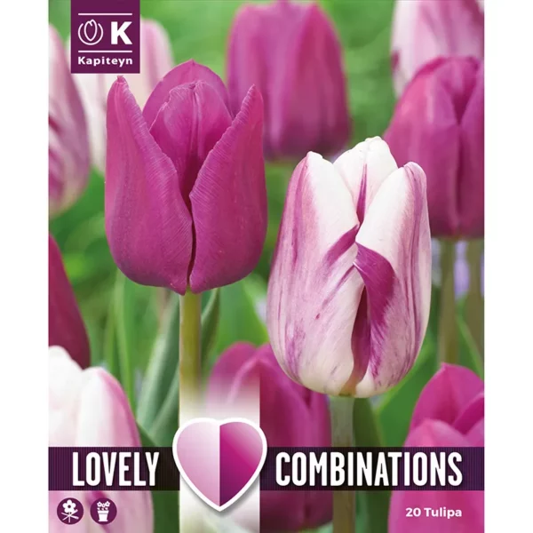 A bulb packaging image focusing on two tulip flower heads in a flower bed. One tulip is pure purple and one is white with streaks of purple.