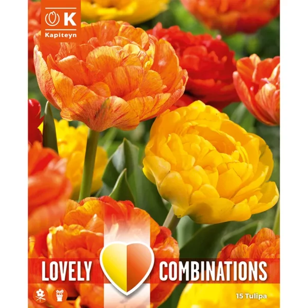 A bulb packaging image of two tulip blooms in a flower bed. One tulip is yellow and one is orange while both are fully double.