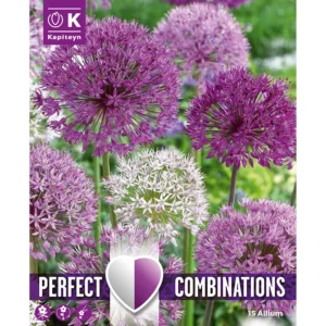 A bulb packaging image of large Allium flower balls in a flowerbed. The blooms are various shades of white through purple.
