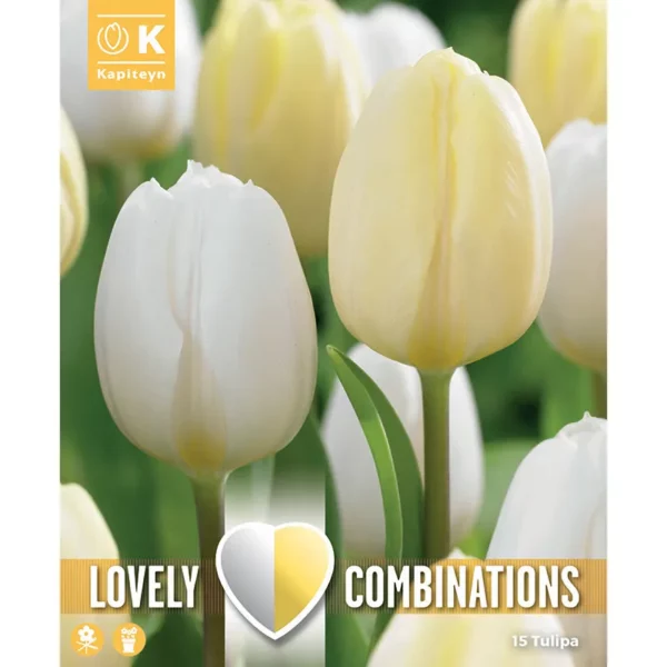 A bulb packaging image of two closed waxy tulip flower heads next to each other in a flowerbed. One tulip is white and the other is a buttery cream colour.