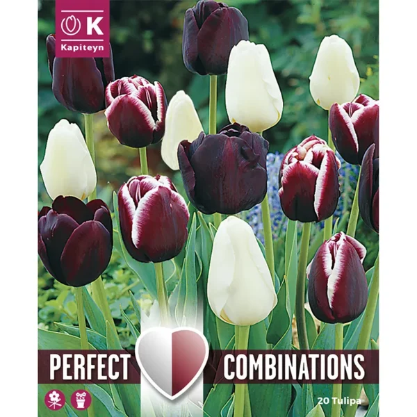 A bulb packaging image of a flowerbed of highly contrasting white and black triumph tulips.
