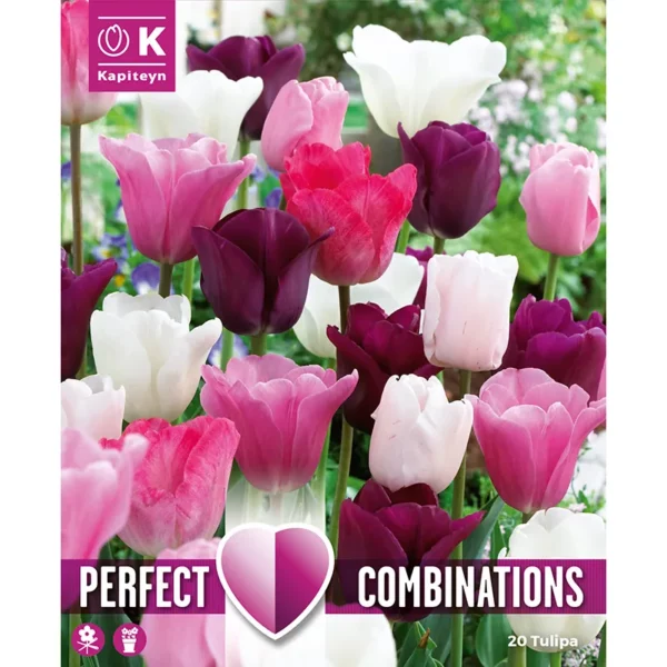A bulb packshot of a dense cluster of tulip flowerheads in a flowerbed. The tulips are triumph tulips and are either pink purple or white.