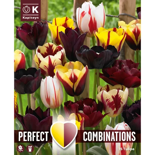A packshot of a flowerbed of tightly packed tulips of various dark and light shades, all with streaks of red.