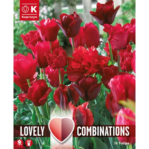 A packshot of a tightly packed bunch of intense red tulips of various shades and heights in a flowerbed.