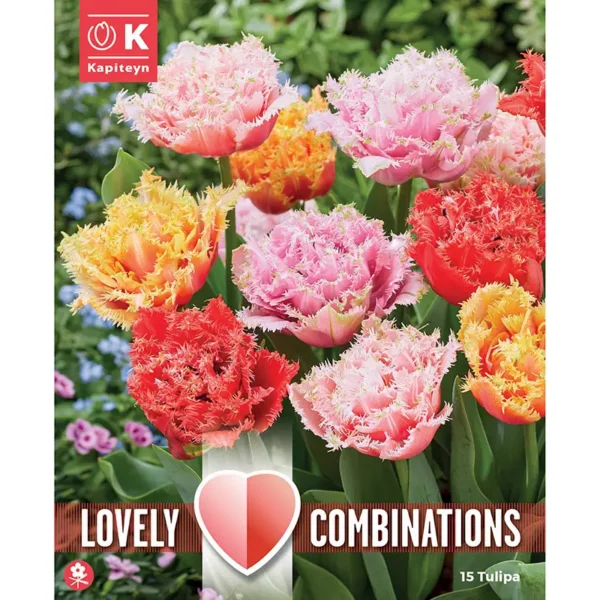 A packshot of a flowerbed containing a tightly packed bunch of highly frilled and different coloured tulips.