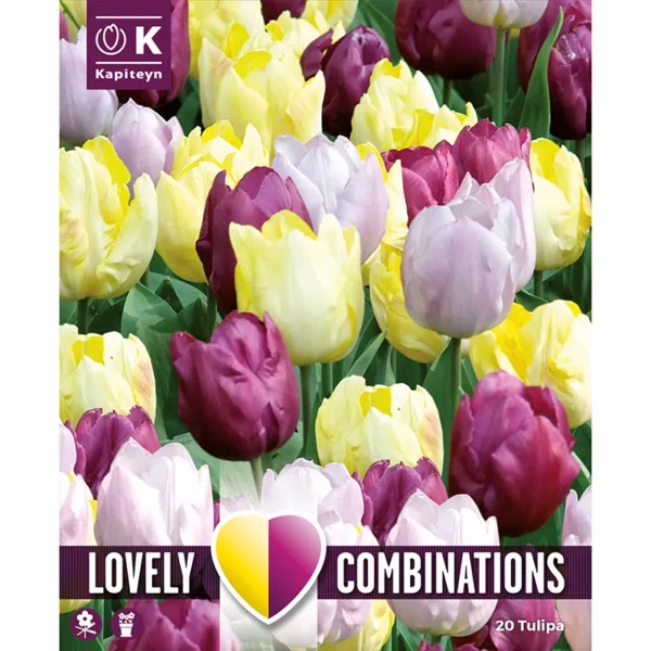 A packshot of a mixed flowerbed containing predominantly yellow, purple and lilac tulips, tightly packed together.