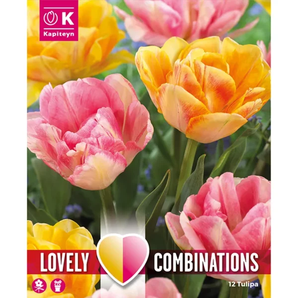 A packshot of a combination of two matching pattern but different colour yellow and pink tulip flowers in a flowerbed.