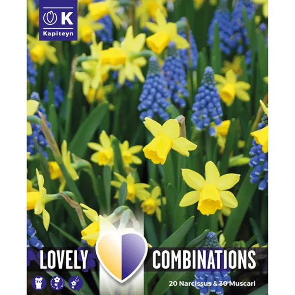 A packshot of a flowerbed of mixed deep blue muscari spread among varying heights of yellow daffodils.