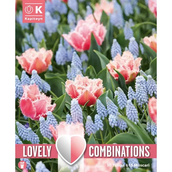 A packshot of a mixed flowerbed of light blue muscari flowers among rows of rose-red highly frilled tulips flowers.